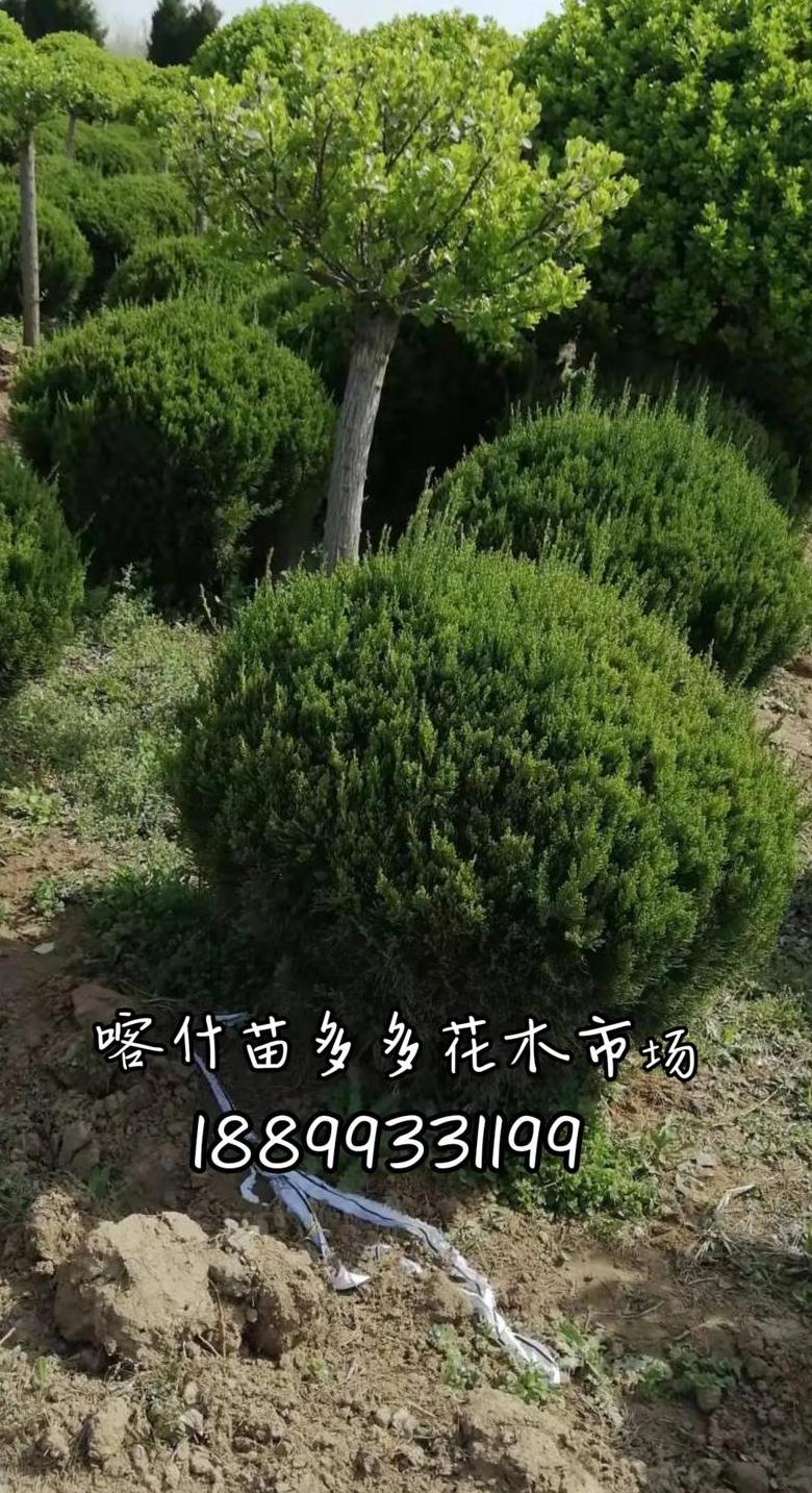 新疆苗木绿化公司