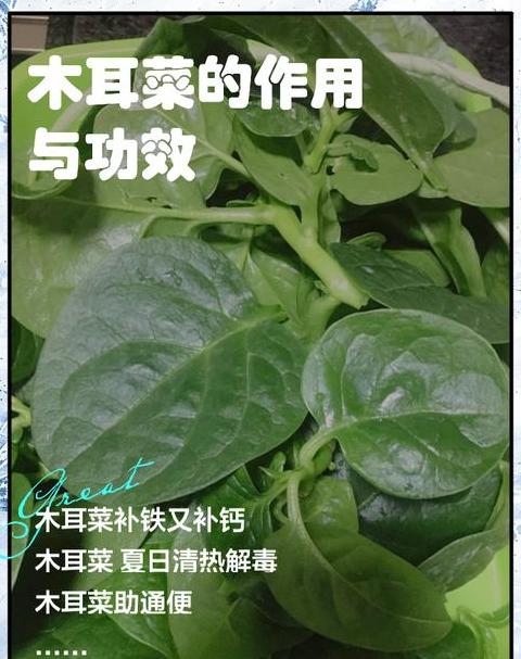 微波炉能加热木耳的菜么