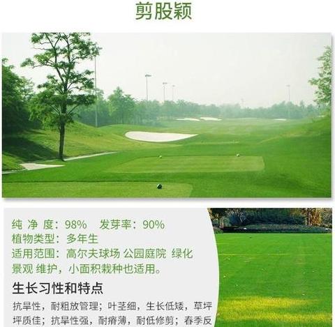 绿化草坪草籽最佳比例是多少