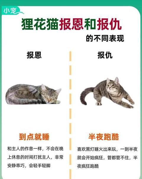 家里面养猫对风水好不好