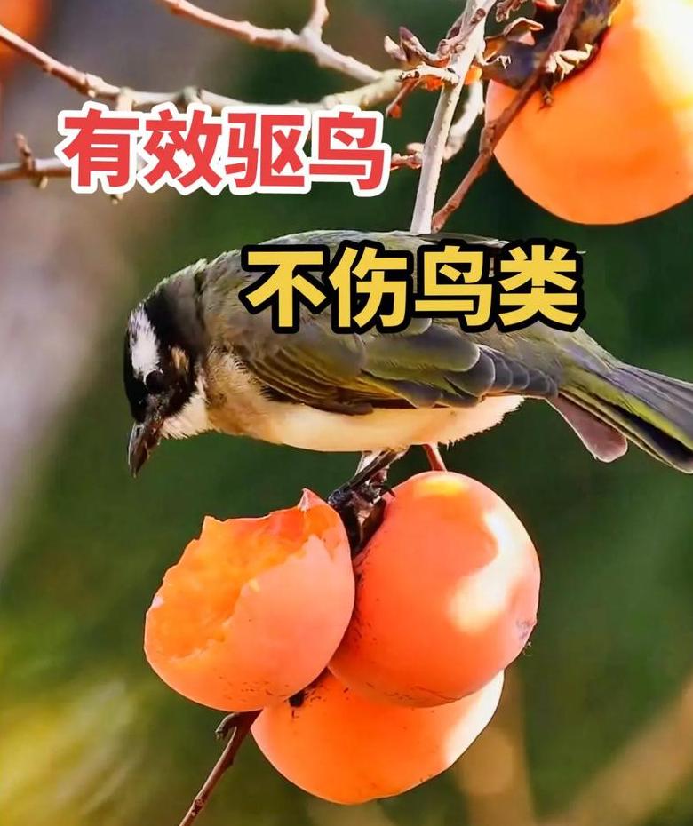 驱鸟声音10小时循环播放
