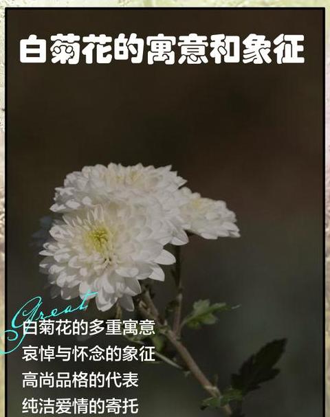 白色代表着什么寓意和象征